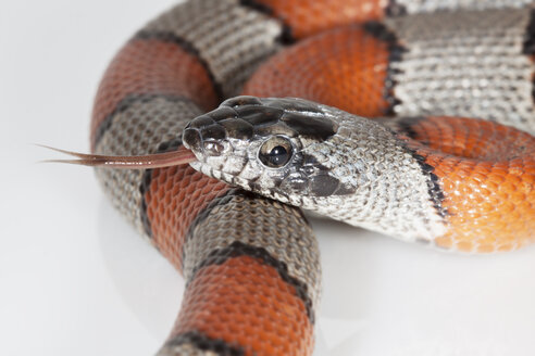 Portrait of Gray-banded kingsnake sticking out tongue - ERLF000160