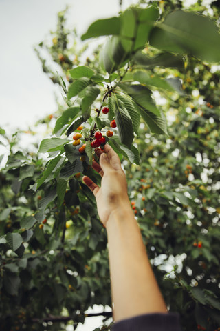 Woman harvesting cherries stock photo