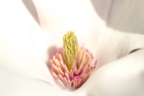 Magnolienblüte, Nahaufnahme - SARF002688