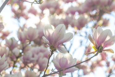 Blüten des Magnolienbaums - SARF002689