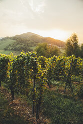 Austria, South Styria, Leutschach, vineyards at wine route at sunset - AIF000325