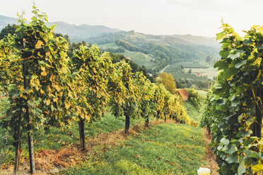 Österreich, Südsteiermark, Leutschach, Weinberge an der Weinstraße - AIF000326