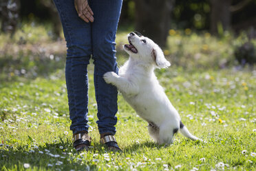 Young woman playing with her dog on a meadow, partial view - MAUF000432