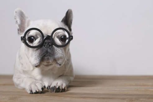 Porträt einer französischen Bulldogge mit Brille - RTBF000109