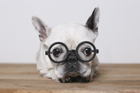 Porträt einer französischen Bulldogge mit Brille - RTBF000110
