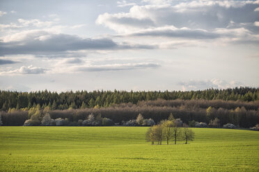 Deutschland, Brandenburg, Fläming, Feld und Baumgruppe, Abendlicht - ASCF000570