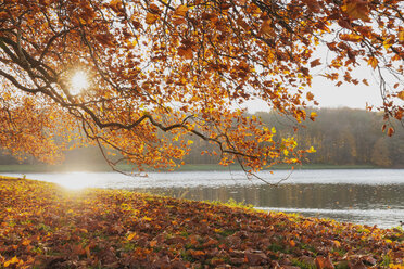 Deutschland, Köln, Blick auf den herbstlichen Decksteiner Weiher bei Gegenlicht - GWF004678