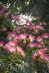 Persischer Seidenbaum, Albizia julibrissin, Blüten - JUNF000481