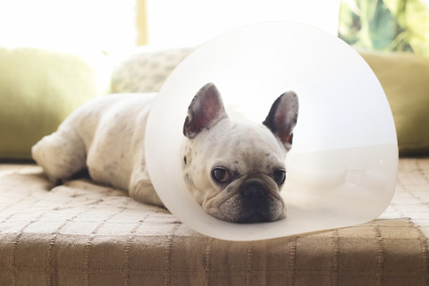 Französische Bulldogge mit medizinischem Halsband, lizenzfreies Stockfoto