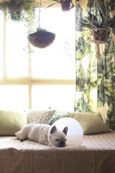 French bulldog with medical collar resting on couch - RTBF000124