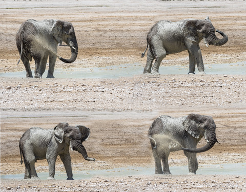 Zusammengesetztes Bild, afrikanischer Elefant, Loxodonta africana, am Wasserloch, lizenzfreies Stockfoto