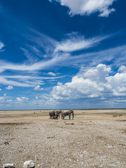 Afrikanische Elefanten, Loxodonta africana, am Wasserloch - AMF004842