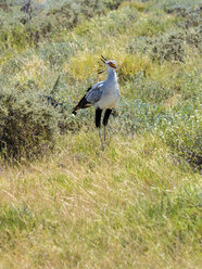 Namibia, Kori-Trappe, Ardeotis kori, im Etosha-Nationalpark - AMF004843