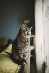 Porträt einer getigerten Katze, die auf der Rückenlehne der Couch sitzt und durch das Fenster schaut - RAEF001076