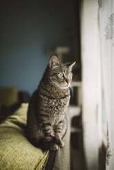 Portrait of tabby cat sitting on backrest of the couch looking through window - RAEF001076