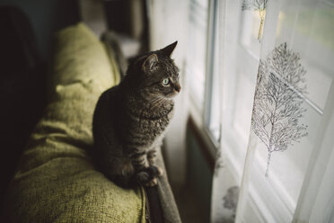 Tabby cat sitting on backrest of the couch looking through window - RAEF001077