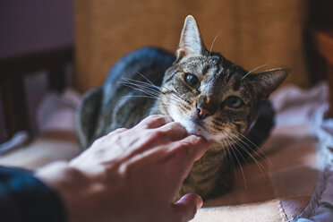 Man's hand stroking tabby cat - KIJF000312