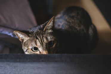 Getigerte Katze guckt - KIJF000317