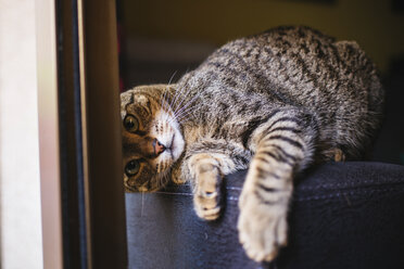 Portrait of playful tabby cat - KIJF000318