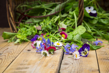 Verschiedene Wildkräuter und essbare Blumen - LVF004773