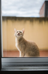 Portrait of cat sitting behind window pane looking up - RAEF001078