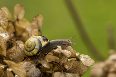 Schnecke auf Hortensie - JUNF000487