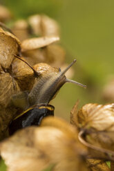 Schnecke auf Hortensie - JUNF000488