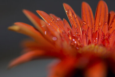 Orangefarbene Gerbera-Blüte mit Wassertropfen - JUNF000490