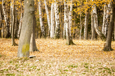 Italy, Forest with birches in fall season - ZOCF000037