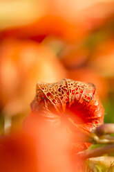 Chinesische Laterne im Herbst, Nahaufnahme - JUNF000494