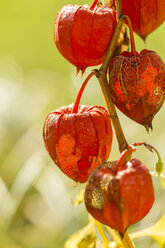 Chinese lantern in autumn, close-up - JUNF000495