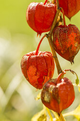 Chinesische Laterne im Herbst, Nahaufnahme - JUNF000495