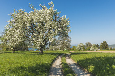 Deutschland, Landkreis Konstanz, blühender Obstbaum - KEBF000380