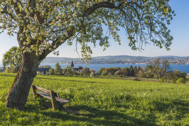 Germany, Dingelsdorf, Uberling Lake, bench and tree in spring - KEBF000381