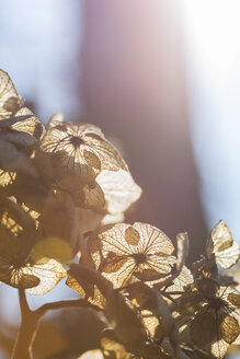 Hydrangea, backlit, close-up - JUNF000498