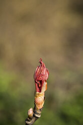 Rote Blütenknospe im Frühling, Kopierraum - JUNF000499