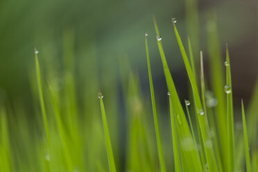 Gräser mit Wassertropfen, Nahaufnahme - JUNF000505