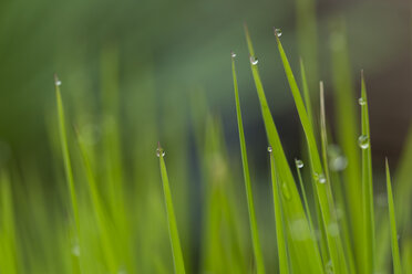 Grasses with water drops, close-up - JUNF000505