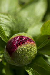 Tautropfen auf der Knospe einer roten Pfingstrose, Paeonia - JUNF000507