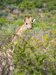 Namibia, Etosha-Nationalpark, Giraffe, Giraffa camelopardalis, Blick über Kameldornbäume - AMF004851