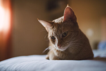 Porträt einer auf dem Bett liegenden Katze - RAEF001080