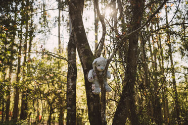 Disturbing teddy bear hanging on a tree in the forest - RAEF001081