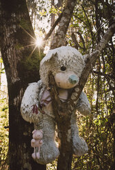 Disturbing teddy bear hanging on a tree in the forest - RAEF001082