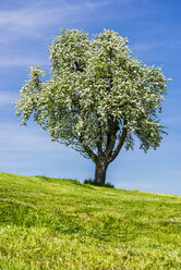 Blossoming apple tree - WGF000849