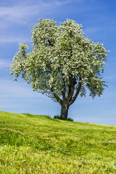 Blühender Apfelbaum - WGF000849