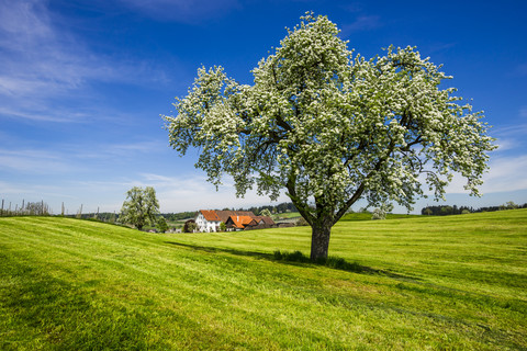 Blühender Apfelbaum, lizenzfreies Stockfoto