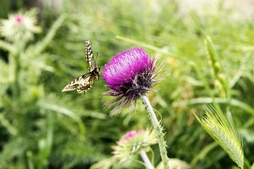 Marmorierter Weißling, Melanargia galathea, auf Distel - CSTF001046