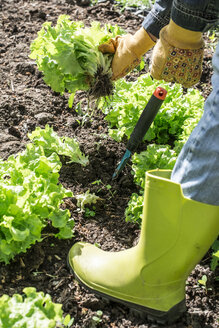 Frau pflückt Kopfsalat im Garten, Teilansicht - DEGF000792