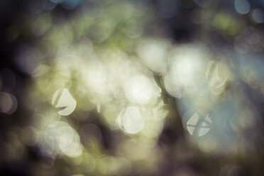 Bokeh mit Baum im Hintergrund - CMF000395