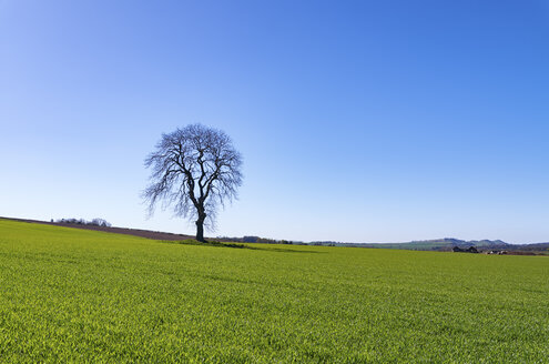 Feld mit jungen Nutzpflanzen und einem einzelnen kahlen Baum - SMAF000456